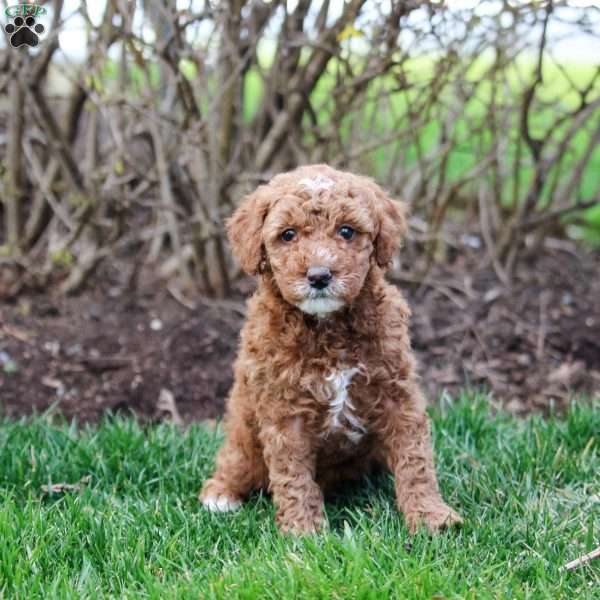 Cassidy, Miniature Poodle Puppy